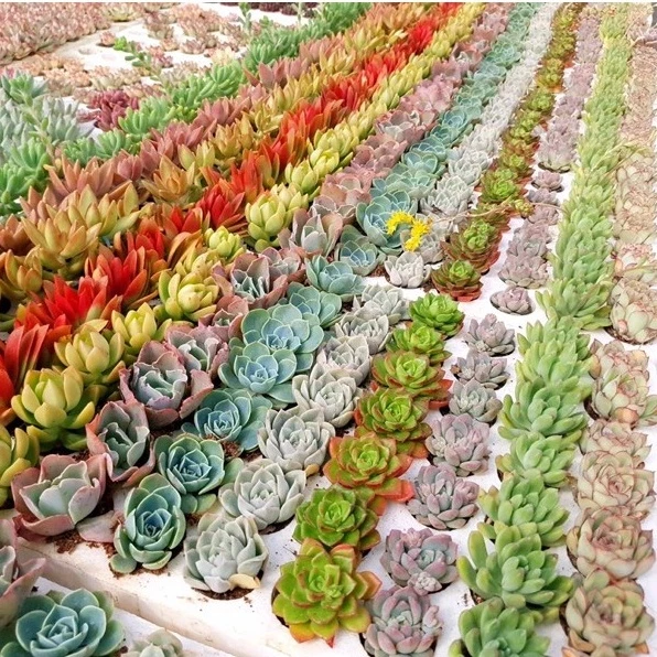 BÍ MẬT Bàn Làm Việc Luôn Xanh Mát? Thử Ngay Chậu Hoa Để Bàn Nhỏ Xinh Này BÍ MẬT Bàn Làm Việc Luôn Xanh Mát? Thử Ngay Chậu Hoa Để Bàn Nhỏ Xinh Này