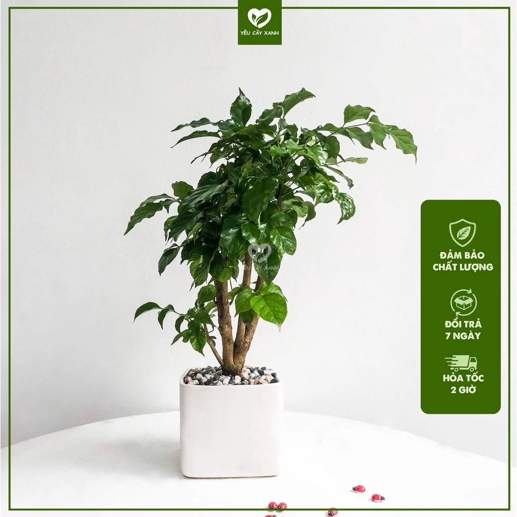 Chậu hoa để bàn phong thủy Hạnh Phúc - Món quà TÂN GIA ý nghĩa. Chậu hoa để bàn phong thủy Hạnh Phúc - Món quà TÂN GIA ý nghĩa.