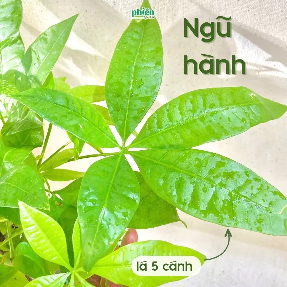 Biến Góc Làm Việc Thành Nơi Hút TÀI LỘC Chỉ Với 1 Chậu Hoa Để Bàn Độc Đáo Biến Góc Làm Việc Thành Nơi Hút TÀI LỘC Chỉ Với 1 Chậu Hoa Để Bàn Độc Đáo