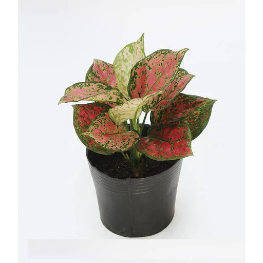 TIỀN ĐẺ RA TIỀN - Bí Quyết Từ Chậu Hoa Để Bàn Vạn Lộc Mà Bạn Chưa Biết TIỀN ĐẺ RA TIỀN - Bí Quyết Từ Chậu Hoa Để Bàn Vạn Lộc Mà Bạn Chưa Biết