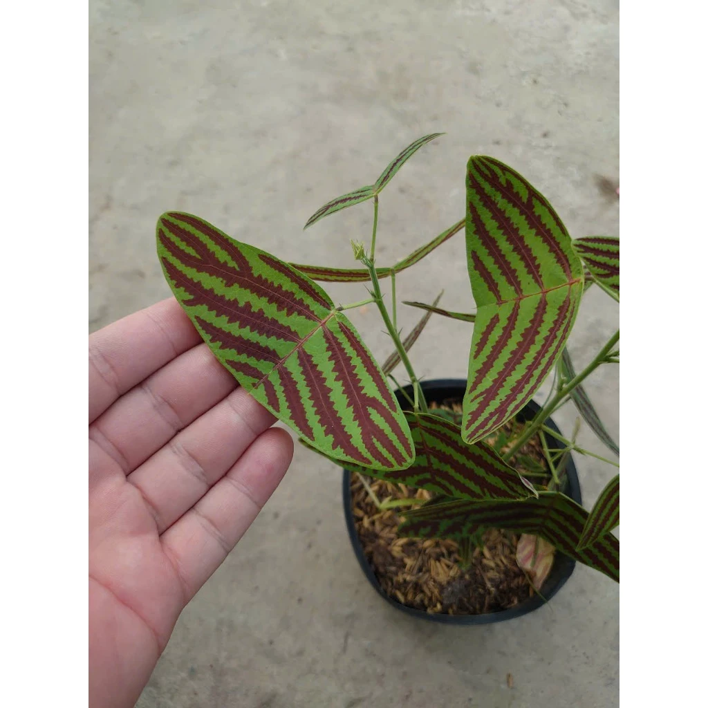 Chậu hoa để bàn dễ thương Cây Bướm Xuân - DECOR BÀN LÀM VIỆC CỰC XINH. Chậu hoa để bàn dễ thương Cây Bướm Xuân - DECOR BÀN LÀM VIỆC CỰC XINH.