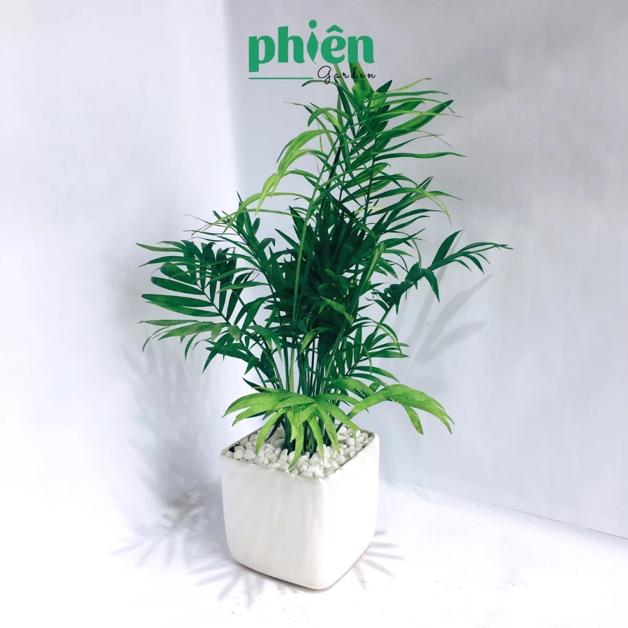 TIỀN VÀO NHƯ NƯỚC nhờ đặt đúng loại chậu hoa để bàn đẹp này trên bàn làm việc. TIỀN VÀO NHƯ NƯỚC nhờ đặt đúng loại chậu hoa để bàn đẹp này trên bàn làm việc.