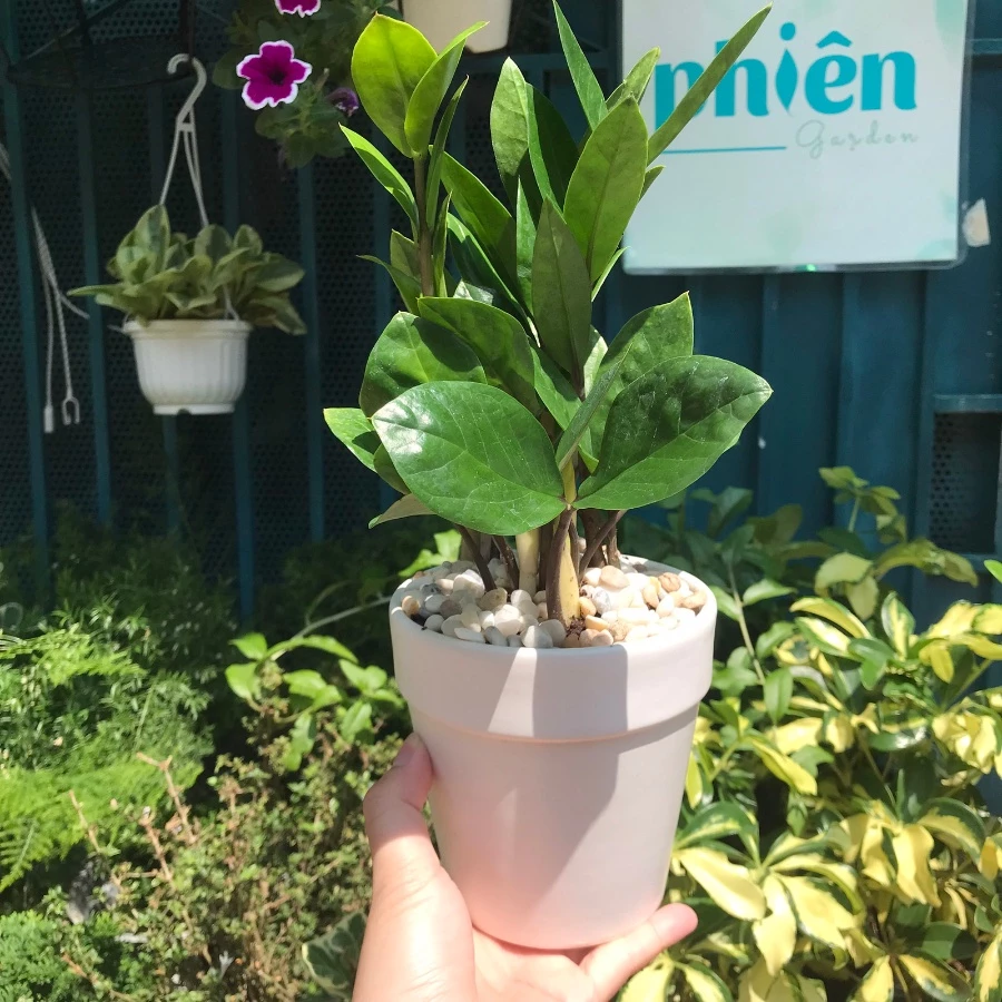 Bí Mật Chọn Chậu Hoa Để Bàn Trang Trí Giúp Sếp Thăng Chức VÙ VÙ Mà Không Ai Nói Cho Bạn Biết. Bí Mật Chọn Chậu Hoa Để Bàn Trang Trí Giúp Sếp Thăng Chức VÙ VÙ Mà Không Ai Nói Cho Bạn Biết.