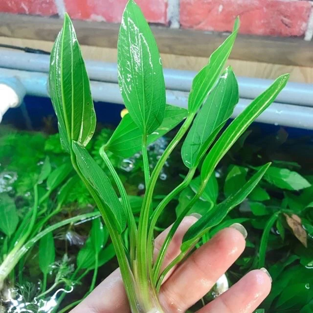 Chậu Hoa Để Bàn Đẹp – 5 Cây Lan Nước Thủy Sinh, Giá Rẻ, Dễ Trồng Chậu Hoa Để Bàn Đẹp – 5 Cây Lan Nước Thủy Sinh, Giá Rẻ, Dễ Trồng