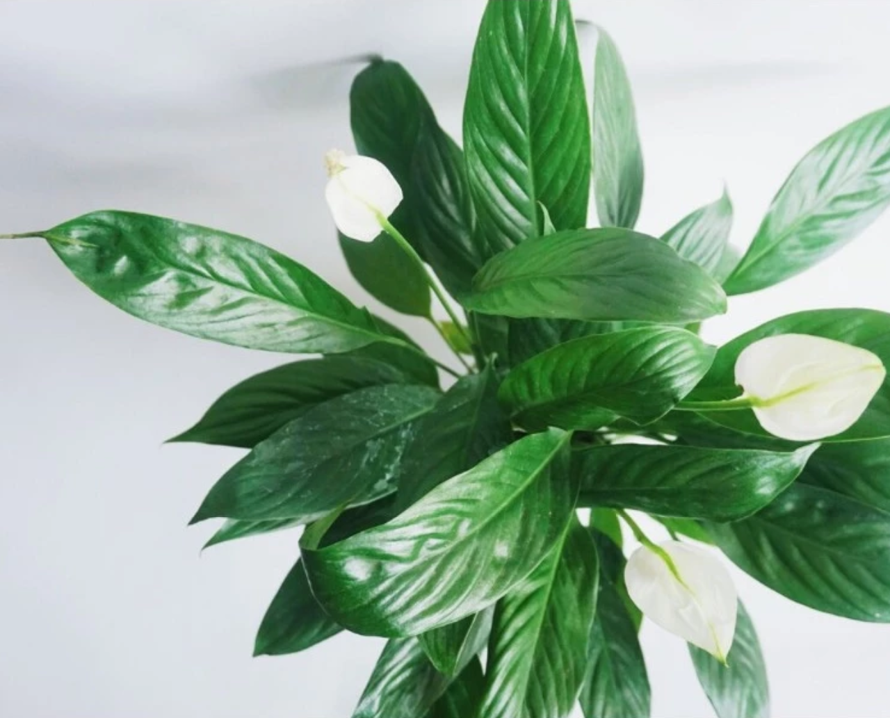 Chậu Hoa Để Bàn Đẹp: Bí Quyết Giúp Bạn GIẢM STRESS và Tăng GẤP ĐÔI Sáng Tạo. Chậu Hoa Để Bàn Đẹp: Bí Quyết Giúp Bạn GIẢM STRESS và Tăng GẤP ĐÔI Sáng Tạo.