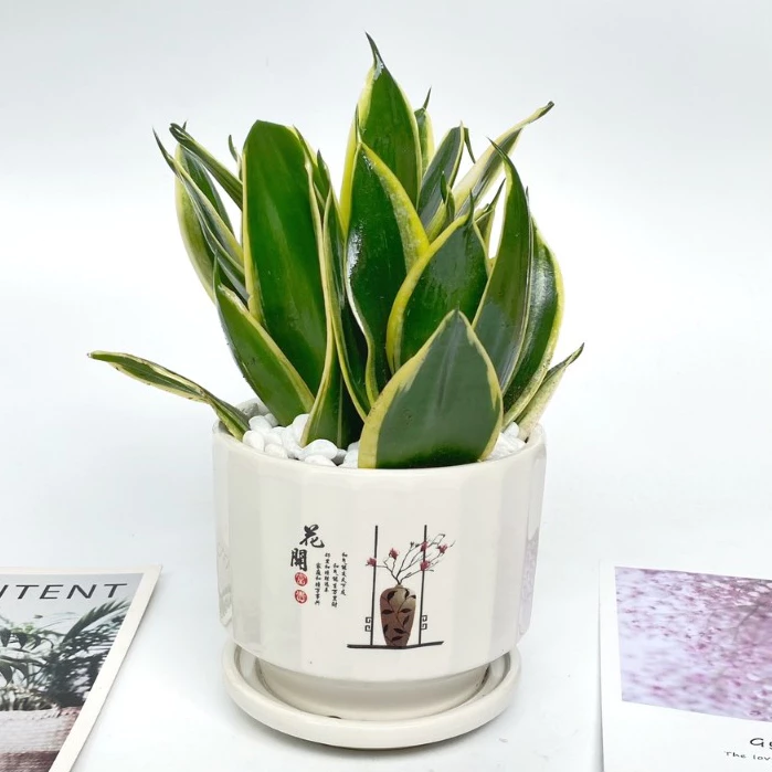 Chậu hoa để bàn văn phòng nào giúp thanh lọc không khí, xua đuổi BỨC XẠ máy tính? Chậu hoa để bàn văn phòng nào giúp thanh lọc không khí, xua đuổi BỨC XẠ máy tính?