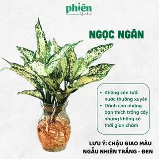 Review Chậu Hoa Để Bàn Bằng Thủy Tinh: CÓ THỰC SỰ Đẹp Và Dễ Chăm Sóc? Review Chậu Hoa Để Bàn Bằng Thủy Tinh: CÓ THỰC SỰ Đẹp Và Dễ Chăm Sóc?
