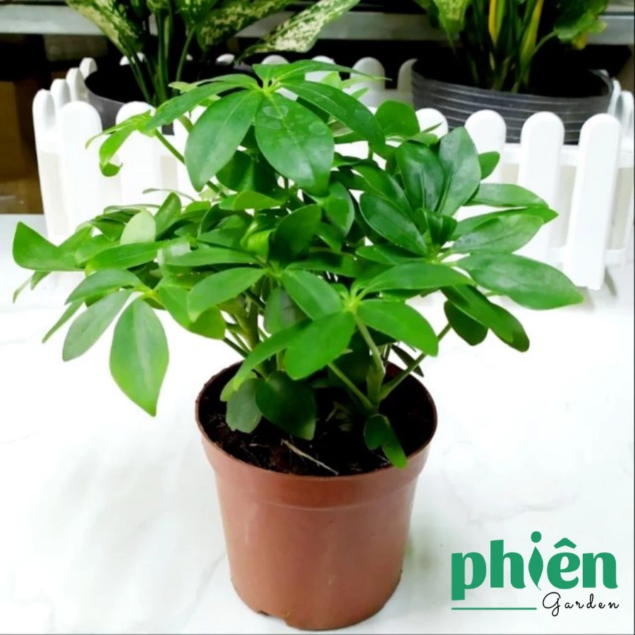 XÓA TAN Căng Thẳng: Chậu Hoa Để Bàn Độc Đáo Giúp Bạn Thư Giãn Tức Thì. XÓA TAN Căng Thẳng: Chậu Hoa Để Bàn Độc Đáo Giúp Bạn Thư Giãn Tức Thì.