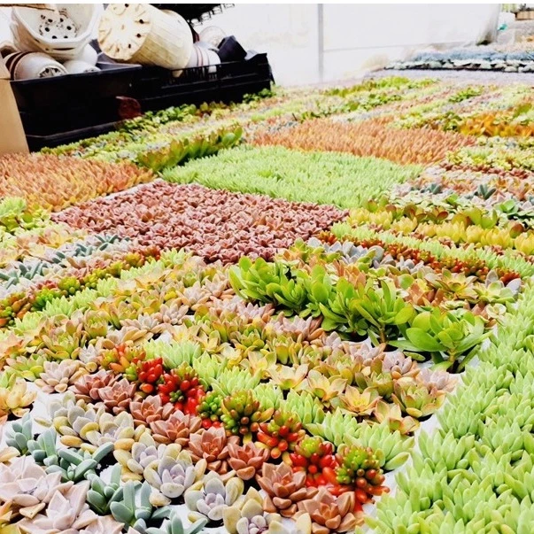 Dân Văn Phòng Bận Rộn Vẫn Muốn Decor? Chậu Hoa Mini Này Là CỨU TINH! Dân Văn Phòng Bận Rộn Vẫn Muốn Decor? Chậu Hoa Mini Này Là CỨU TINH!