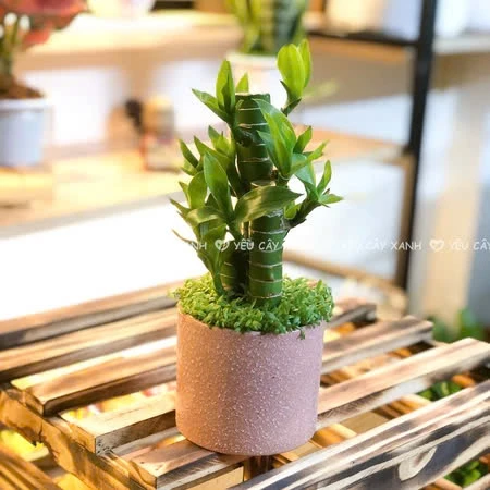 BÍ MẬT Của Các Đại Gia: Chậu Hoa Để Bàn Phong Thủy Này Giúp Họ THU HÚT VẬN MAY Cực Mạnh BÍ MẬT Của Các Đại Gia: Chậu Hoa Để Bàn Phong Thủy Này Giúp Họ THU HÚT VẬN MAY Cực Mạnh