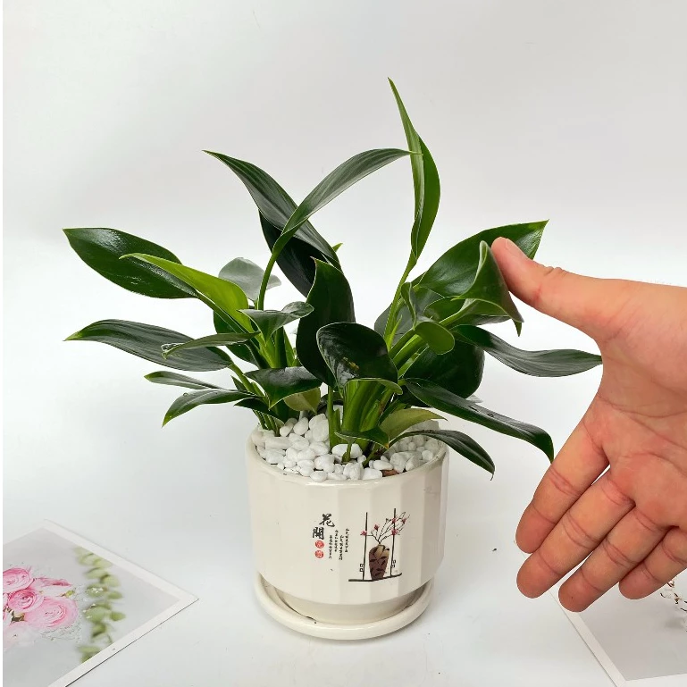 CỨU CÁNH Cho Bàn Làm Việc: 1 Chậu Hoa Để Bàn Dễ Thương Giúp Giảm STRESS Tức Thì. CỨU CÁNH Cho Bàn Làm Việc: 1 Chậu Hoa Để Bàn Dễ Thương Giúp Giảm STRESS Tức Thì.