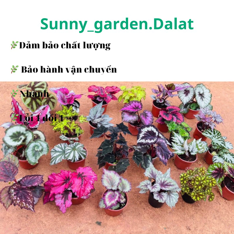 Giá SINH VIÊN - Sở Hữu Ngay Chậu Hoa Để Bàn Mini Thu Hải Đường Đẹp Mê Ly.