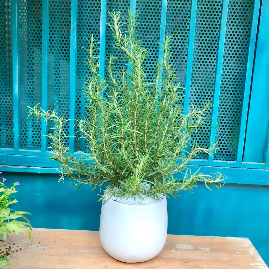 Chậu hoa để bàn trang trí - Cây Rosemary, giải pháp tự nhiên cho giấc ngủ ngon. Chậu hoa để bàn trang trí - Cây Rosemary, giải pháp tự nhiên cho giấc ngủ ngon.