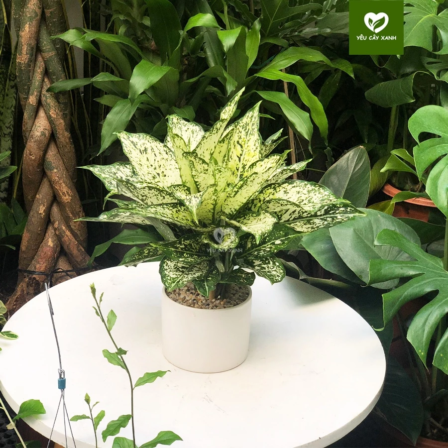 Biến bàn làm việc thành "CỖ MÁY HÚT TIỀN" với chậu hoa để bàn sang trọng hợp phong thủy. Biến bàn làm việc thành "CỖ MÁY HÚT TIỀN" với chậu hoa để bàn sang trọng hợp phong thủy.