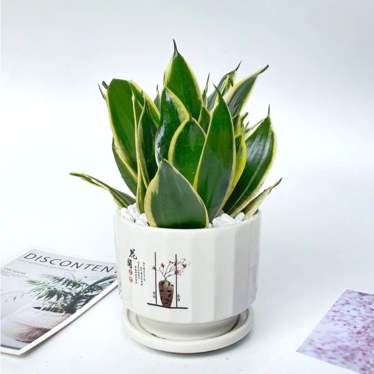 99% Dân Văn Phòng KHÔNG BIẾT loại chậu hoa để bàn thần kỳ này. 99% Dân Văn Phòng KHÔNG BIẾT loại chậu hoa để bàn thần kỳ này.