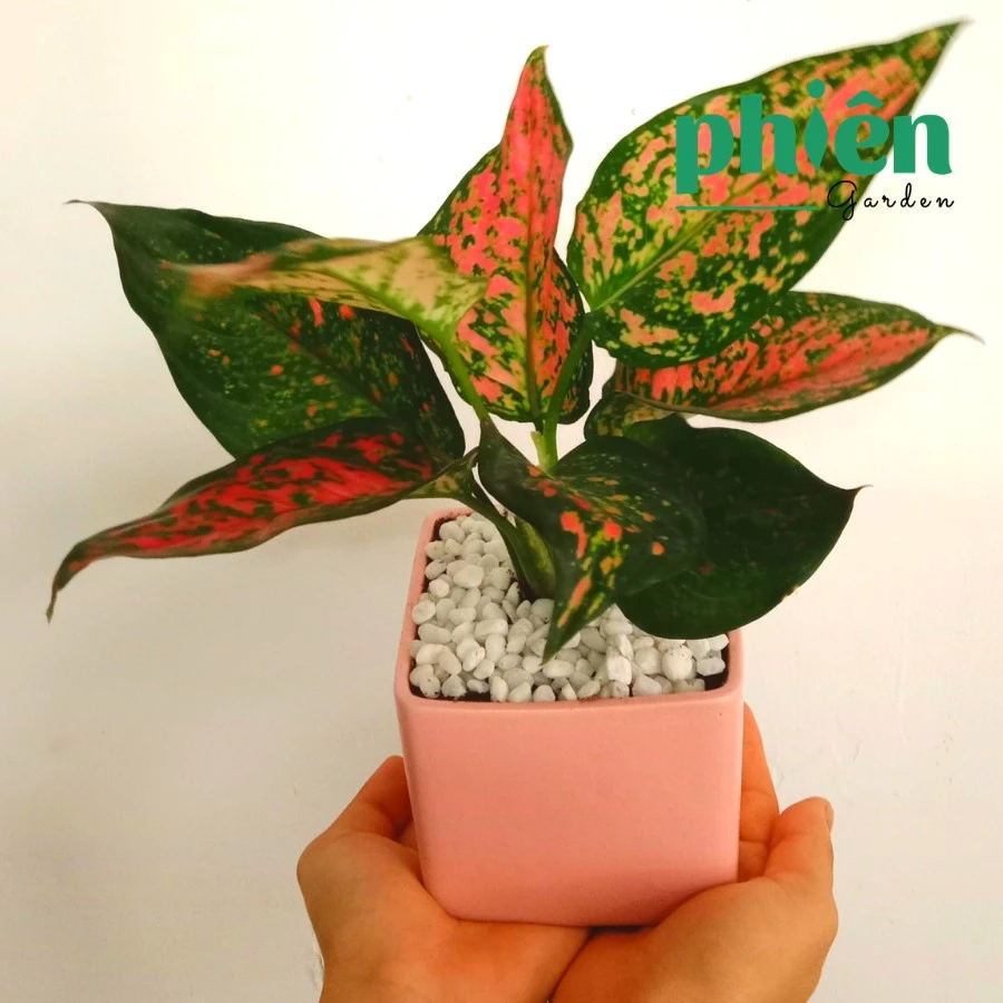 Thay đổi VẬN MỆNH với chậu hoa để bàn làm việc Vạn Lộc Thay đổi VẬN MỆNH với chậu hoa để bàn làm việc Vạn Lộc