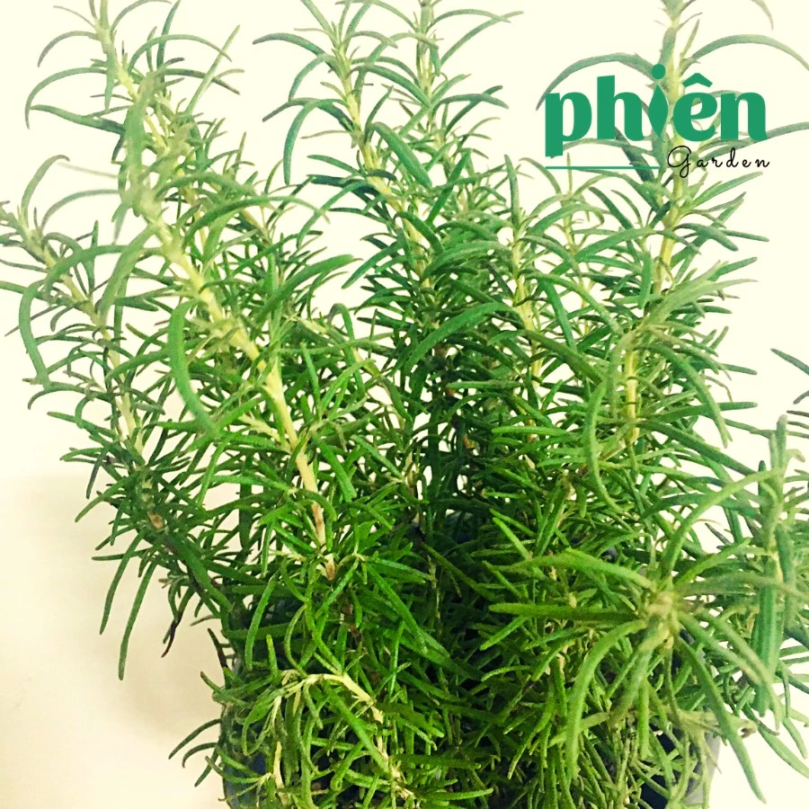 Chậu hoa để bàn trang trí - Hương thảo, vẻ đẹp Địa Trung Hải trong nhà bạn. Chậu hoa để bàn trang trí - Hương thảo, vẻ đẹp Địa Trung Hải trong nhà bạn.