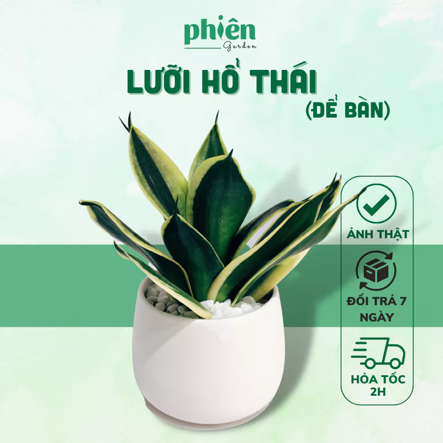 Chậu Hoa Để Bàn Phong Thủy Lưỡi Hổ Thái: THU HÚT TÀI LỘC, May Mắn Cho Dân Văn Phòng. Chậu Hoa Để Bàn Phong Thủy Lưỡi Hổ Thái: THU HÚT TÀI LỘC, May Mắn Cho Dân Văn Phòng.