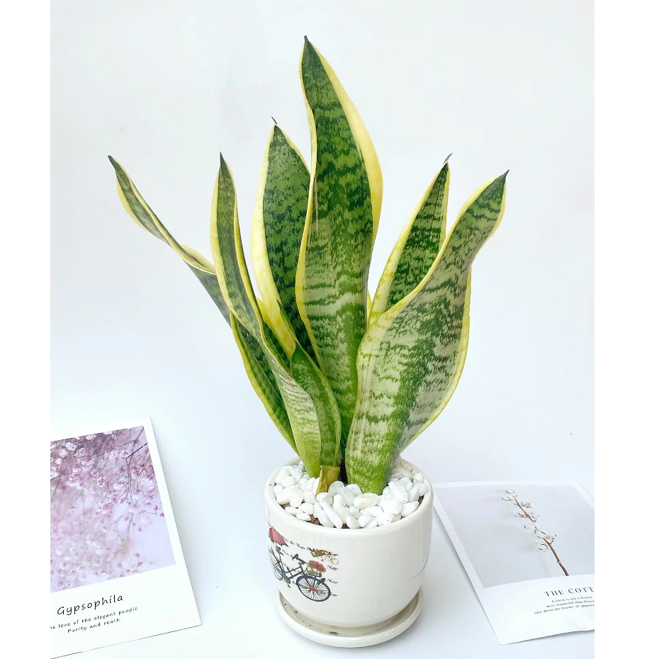 Tại sao 99% người thành công đều có chậu hoa để bàn làm việc Lưỡi Hổ? Tại sao 99% người thành công đều có chậu hoa để bàn làm việc Lưỡi Hổ?