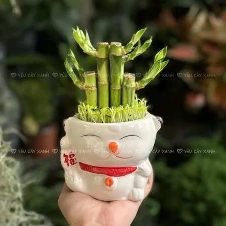 BÍ MẬT Phong Thủy: "Chậu Hoa Để Bàn Làm Việc" Giúp Dân Văn Phòng THĂNG CHỨC Vù Vù BÍ MẬT Phong Thủy: "Chậu Hoa Để Bàn Làm Việc" Giúp Dân Văn Phòng THĂNG CHỨC Vù Vù