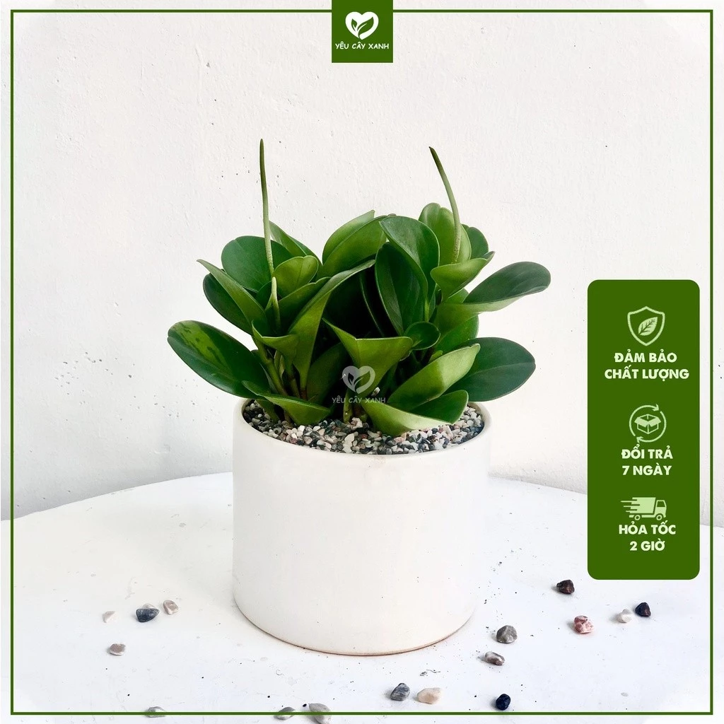 Chậu Hoa Để Bàn Làm Việc Này Giúp Bạn THĂNG TIẾN Vù Vù: Bí Mật Ít Ai Biết. Chậu Hoa Để Bàn Làm Việc Này Giúp Bạn THĂNG TIẾN Vù Vù: Bí Mật Ít Ai Biết.