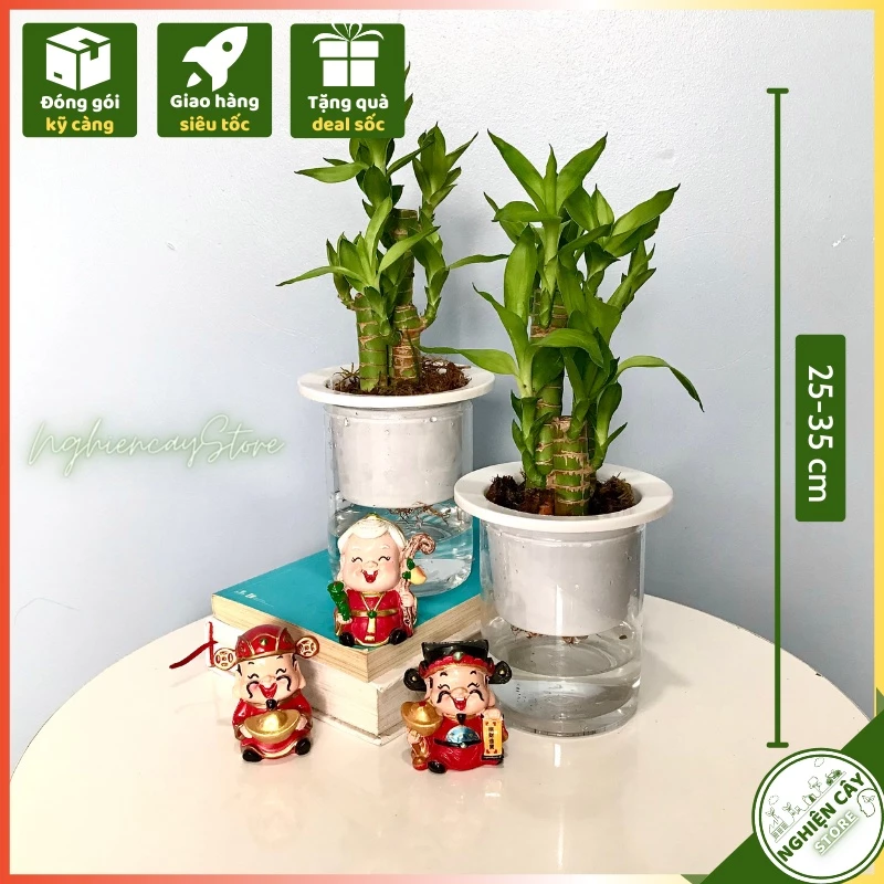 Một chiếc chậu hoa đẹp là đủ để thắp sáng cả không gian. Đặt Ngay Chậu Hoa Để Bàn Phong Thủy Này, 3 Ngày Sau TÀI LỘC Gõ Cửa, Giàu Sang Bất Ngờ