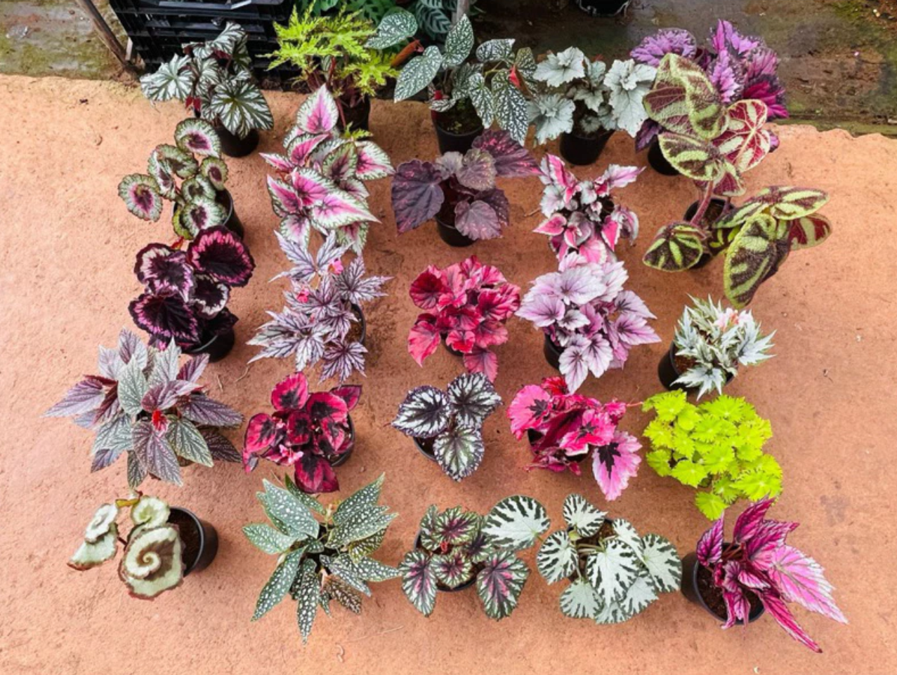 Review Chậu Hoa Để Bàn Mini Thu Hải Đường Con - Có Đáng Để Sưu Tầm Không? Review Chậu Hoa Để Bàn Mini Thu Hải Đường Con - Có Đáng Để Sưu Tầm Không?