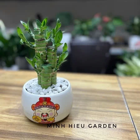 Cây trúc phát tài là chậu hoa phong thủy được nhiều người yêu thích Cây trúc phát tài là chậu hoa phong thủy được nhiều người yêu thích