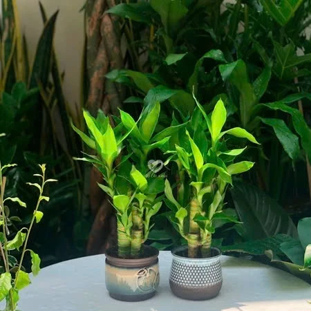 ĐỪNG MUA Chậu Hoa Để Bàn Phong Thủy Nếu Bạn Không Muốn TIỀN ĐẦY KÉT, Sếp Cưng Chiều ĐỪNG MUA Chậu Hoa Để Bàn Phong Thủy Nếu Bạn Không Muốn TIỀN ĐẦY KÉT, Sếp Cưng Chiều