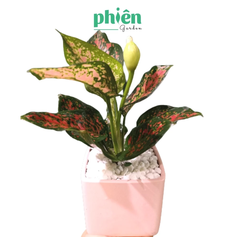 Chậu hoa để bàn làm việc Vạn Lộc - Món quà khai trương Ý NGHĨA Chậu hoa để bàn làm việc Vạn Lộc - Món quà khai trương Ý NGHĨA