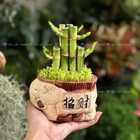 Chỉ 85K Có Ngay "Chậu Hoa Để Bàn Làm Việc" Mang Lại VẬN MAY Cả Năm Chỉ 85K Có Ngay "Chậu Hoa Để Bàn Làm Việc" Mang Lại VẬN MAY Cả Năm