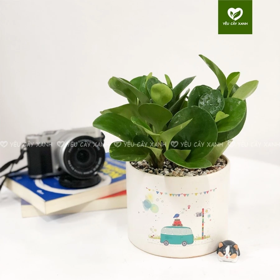 BÍ MẬT Phong Thủy: Đặt Chậu Hoa Để Bàn Làm Việc Này Để HÚT TÀI LỘC. BÍ MẬT Phong Thủy: Đặt Chậu Hoa Để Bàn Làm Việc Này Để HÚT TÀI LỘC.