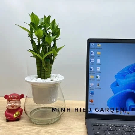 Món Quà Tặng Sếp Ý Nghĩa Nhất: Chậu Hoa Để Bàn Phong Thủy Giúp Sếp THĂNG CHỨC ẦM ẦM Món Quà Tặng Sếp Ý Nghĩa Nhất: Chậu Hoa Để Bàn Phong Thủy Giúp Sếp THĂNG CHỨC ẦM ẦM