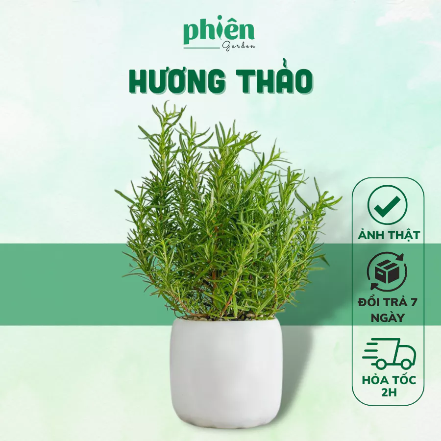 Cây hương thảo - Chậu hoa để bàn trang trí văn phòng, tăng sự tập trung. Cây hương thảo - Chậu hoa để bàn trang trí văn phòng, tăng sự tập trung.