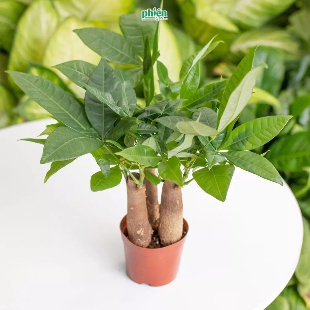 TIỀN VÀO NHƯ NƯỚC Với Chậu Hoa Để Bàn Độc Đáo Kim Ngân Tam Lộc? TIỀN VÀO NHƯ NƯỚC Với Chậu Hoa Để Bàn Độc Đáo Kim Ngân Tam Lộc?