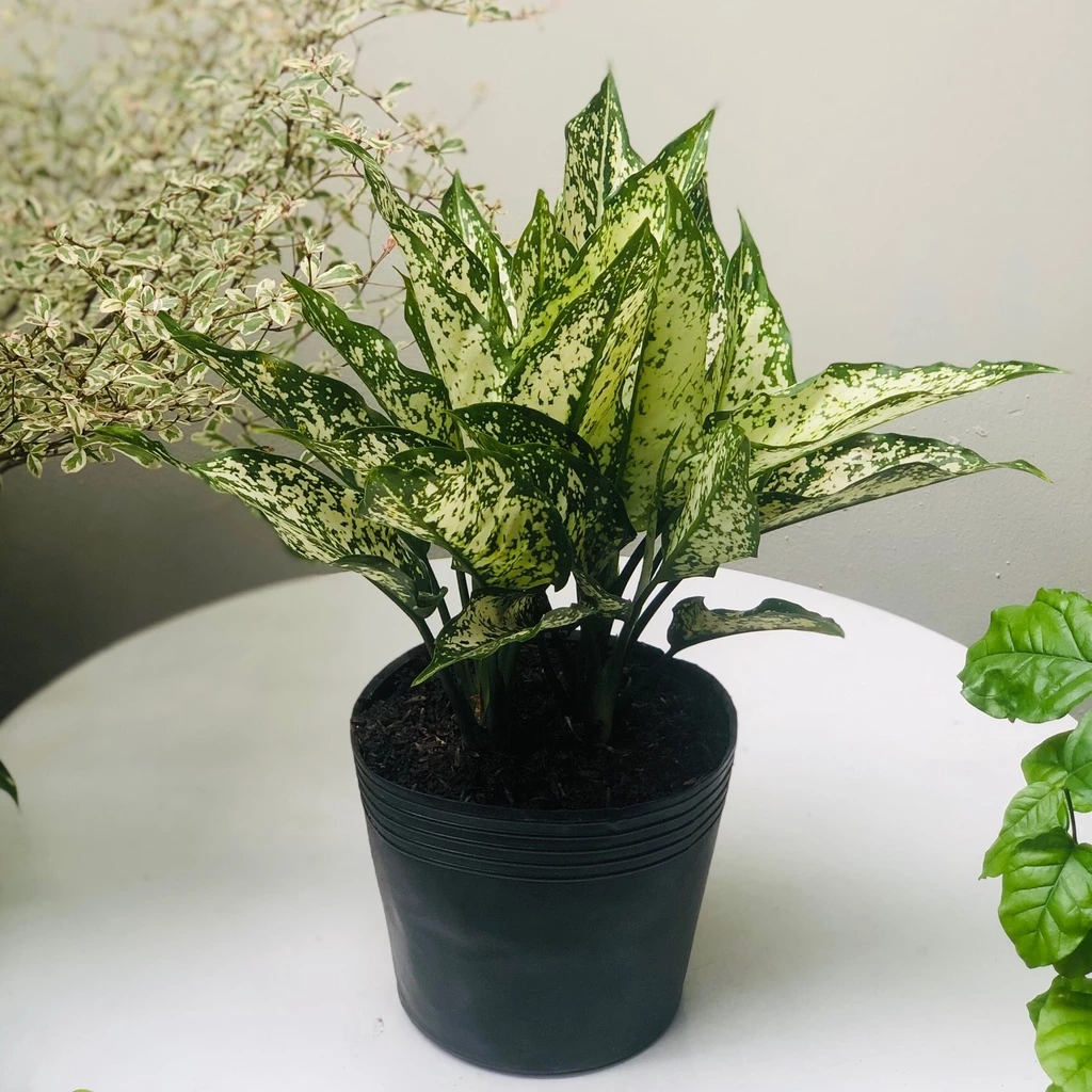 Loại chậu hoa để bàn sang trọng giúp Sếp CẤT NHẮC, đồng nghiệp NỂ PHỤC. Loại chậu hoa để bàn sang trọng giúp Sếp CẤT NHẮC, đồng nghiệp NỂ PHỤC.