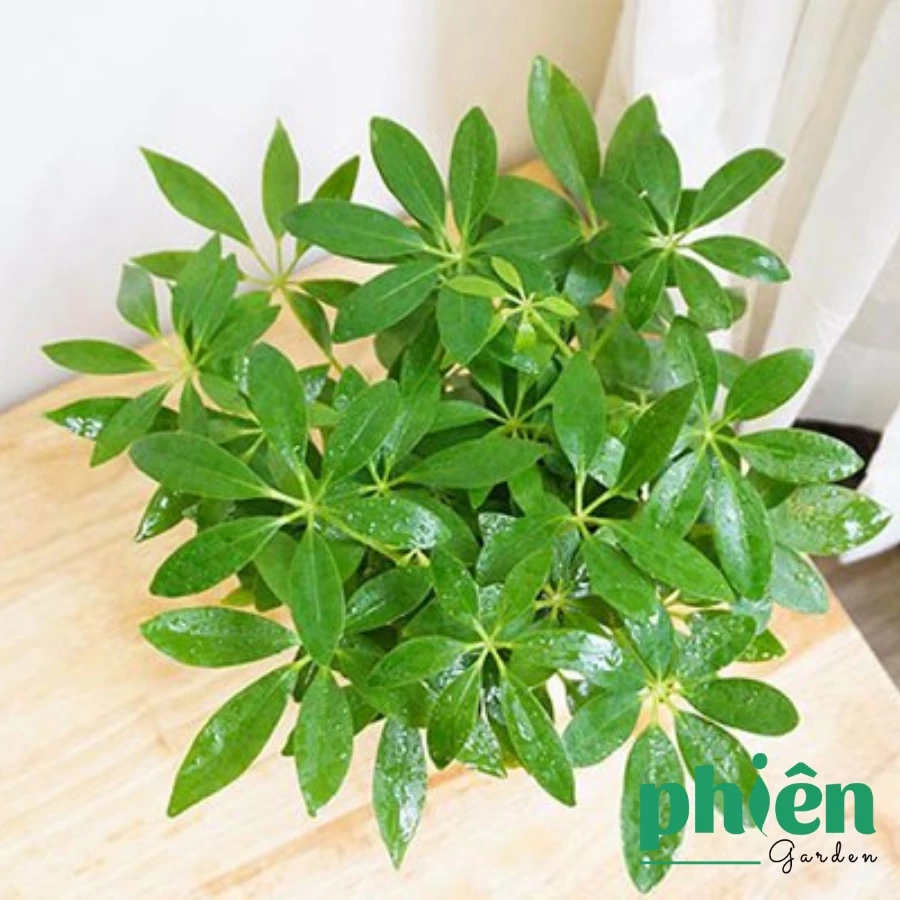 Chậu Hoa Để Bàn Độc Đáo: Ngũ Gia Bì - Hút TÀI LỘC, Thanh Lọc Không Khí. Chậu Hoa Để Bàn Độc Đáo: Ngũ Gia Bì - Hút TÀI LỘC, Thanh Lọc Không Khí.