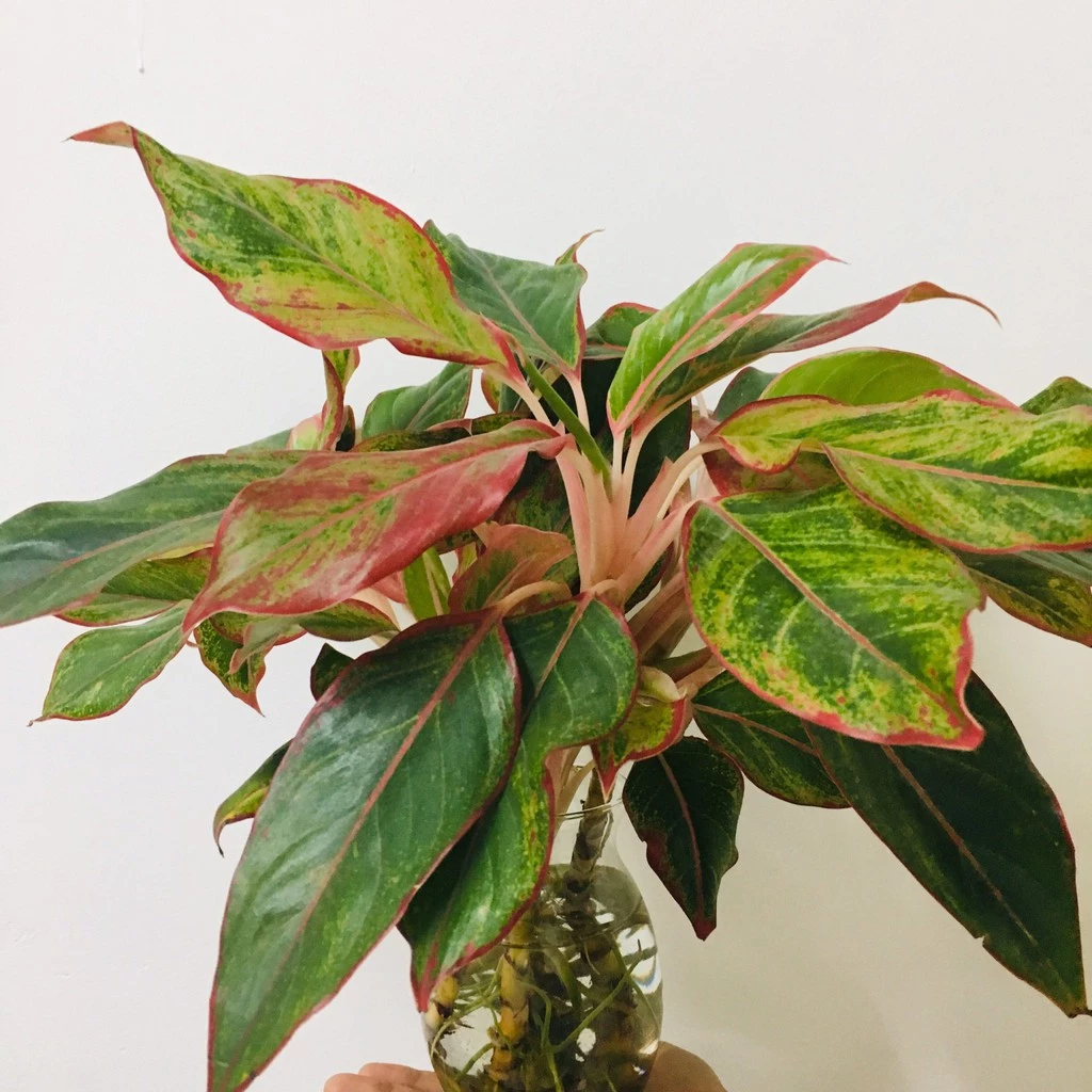 Mua Ngay Chậu Hoa Để Bàn Nhỏ Xinh – Cây Phú Quý Trong Chậu Thủy Tinh. Mua Ngay Chậu Hoa Để Bàn Nhỏ Xinh – Cây Phú Quý Trong Chậu Thủy Tinh.