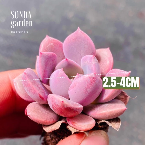 F5 Góc Làm Việc NHÀM CHÁN Với Chậu Hoa Để Bàn Nhỏ Xinh Siêu Cưng F5 Góc Làm Việc NHÀM CHÁN Với Chậu Hoa Để Bàn Nhỏ Xinh Siêu Cưng