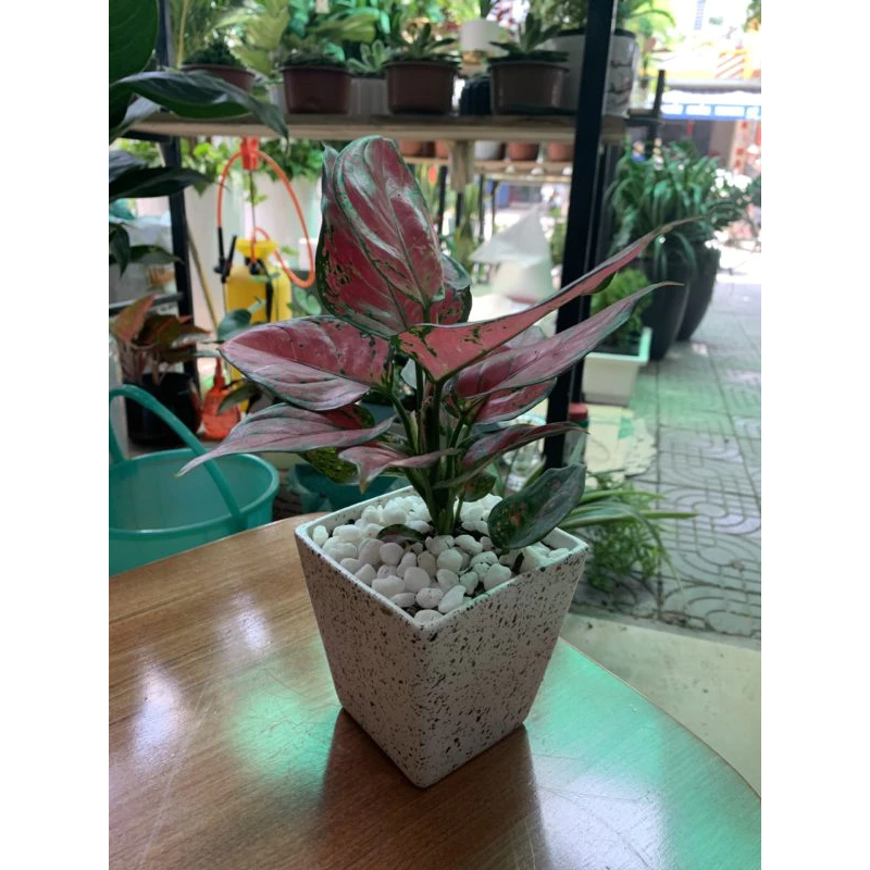 Chậu Hoa Để Bàn Này Giúp Dân Kinh Doanh HÚT TÀI LỘC, Tiền Vào Như Nước Chậu Hoa Để Bàn Này Giúp Dân Kinh Doanh HÚT TÀI LỘC, Tiền Vào Như Nước