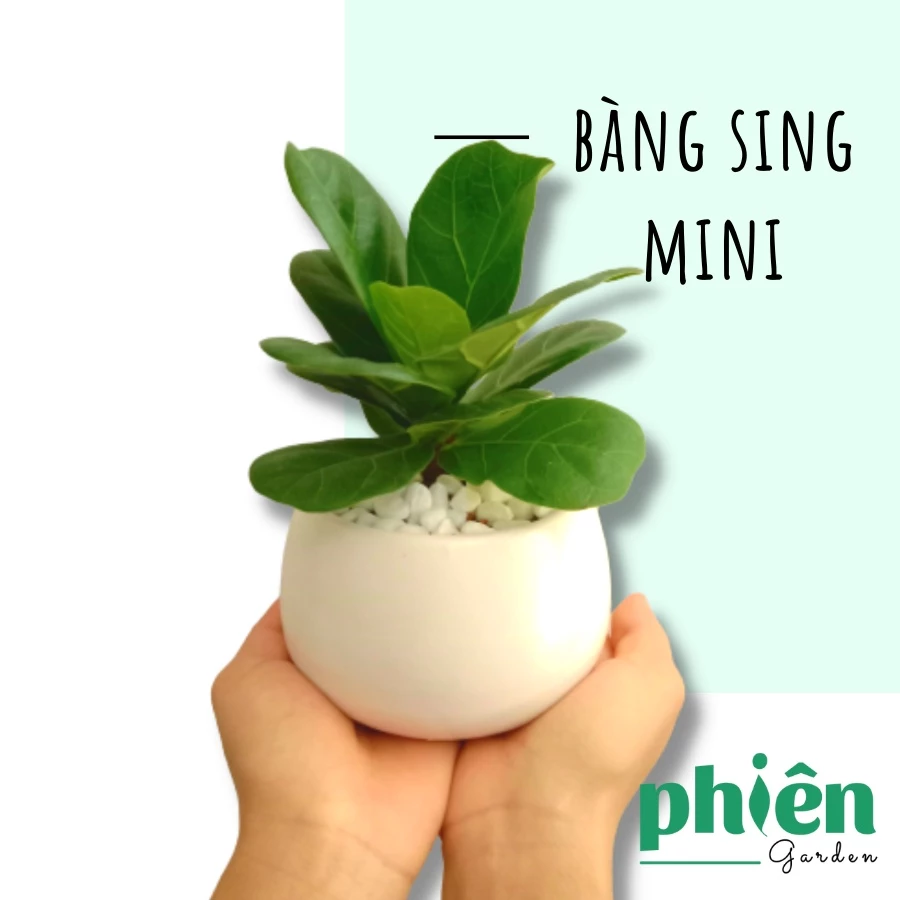 F5 góc làm việc với chậu cây Bàng Singapore để bàn nhỏ xinh. F5 góc làm việc với chậu cây Bàng Singapore để bàn nhỏ xinh.