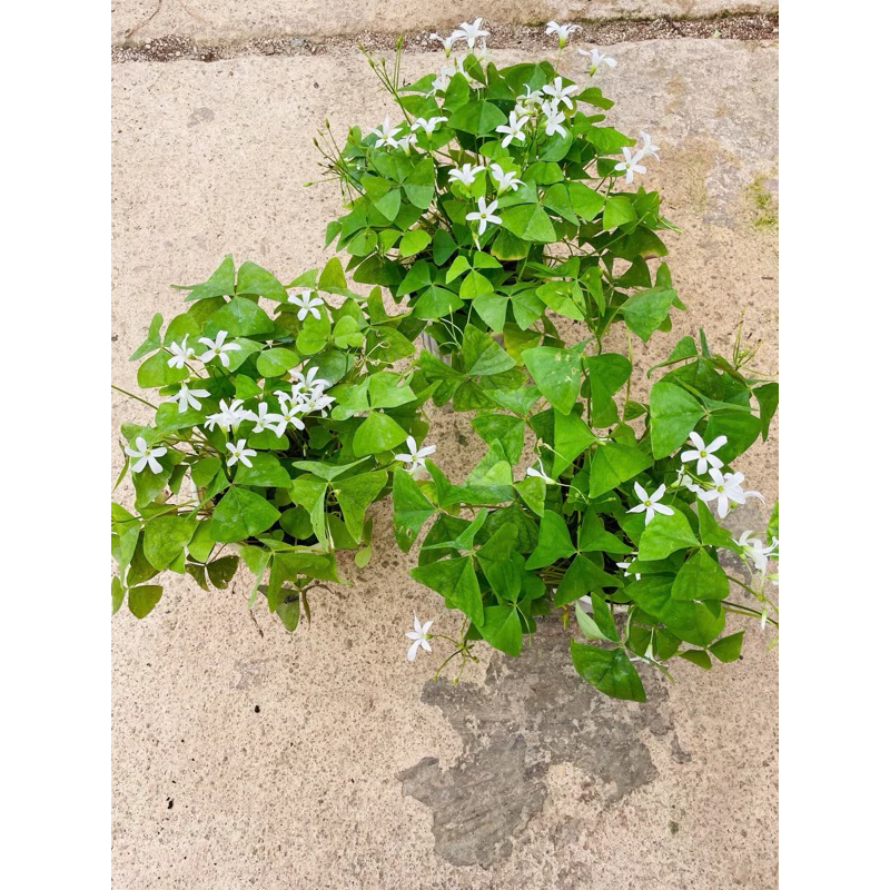 Chậu Bướm Đêm: Món Quà KHÔNG THỂ BỎ LỠ Cho Dân Văn Phòng Mê Cây Cảnh. Chậu Bướm Đêm: Món Quà KHÔNG THỂ BỎ LỠ Cho Dân Văn Phòng Mê Cây Cảnh.