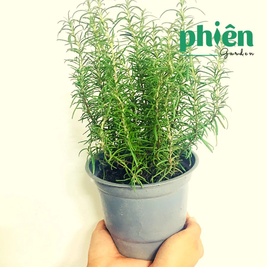 Chậu hoa để bàn trang trí - Cây hương thảo phong thủy, thu hút tài lộc. Chậu hoa để bàn trang trí - Cây hương thảo phong thủy, thu hút tài lộc.