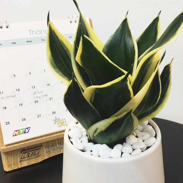 Chậu Lưỡi Hổ Thái Mini: Món Quà Phong Thủy Giúp Sự Nghiệp Lên Hương, TIỀN VÀO NHƯ NƯỚC. Chậu Lưỡi Hổ Thái Mini: Món Quà Phong Thủy Giúp Sự Nghiệp Lên Hương, TIỀN VÀO NHƯ NƯỚC.