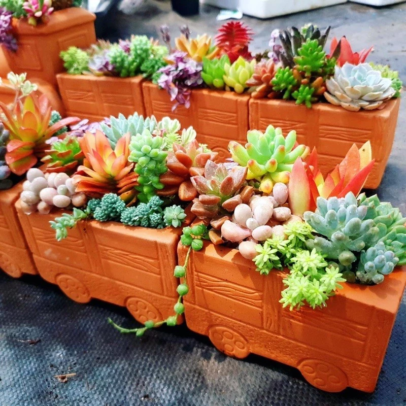 ĐỪNG MUA Sen Đá Mini Trước Khi Xem Review Combo 84 Cây Này! ĐỪNG MUA Sen Đá Mini Trước Khi Xem Review Combo 84 Cây Này!