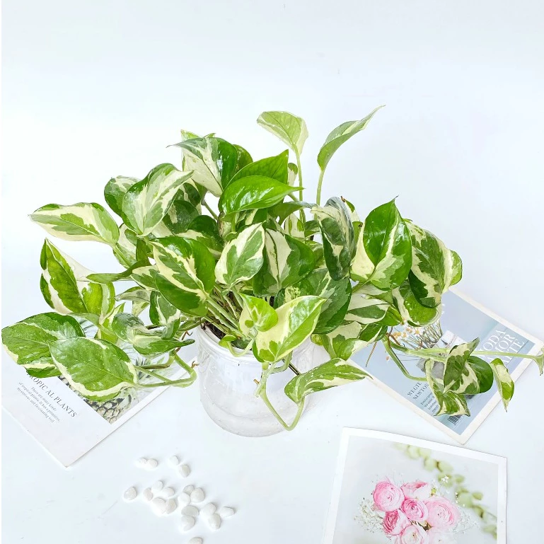 CHỈ TỪ 80K: Sở hữu ngay chậu hoa để bàn siêu xinh, hút tài lộc cho dân văn phòng. CHỈ TỪ 80K: Sở hữu ngay chậu hoa để bàn siêu xinh, hút tài lộc cho dân văn phòng.