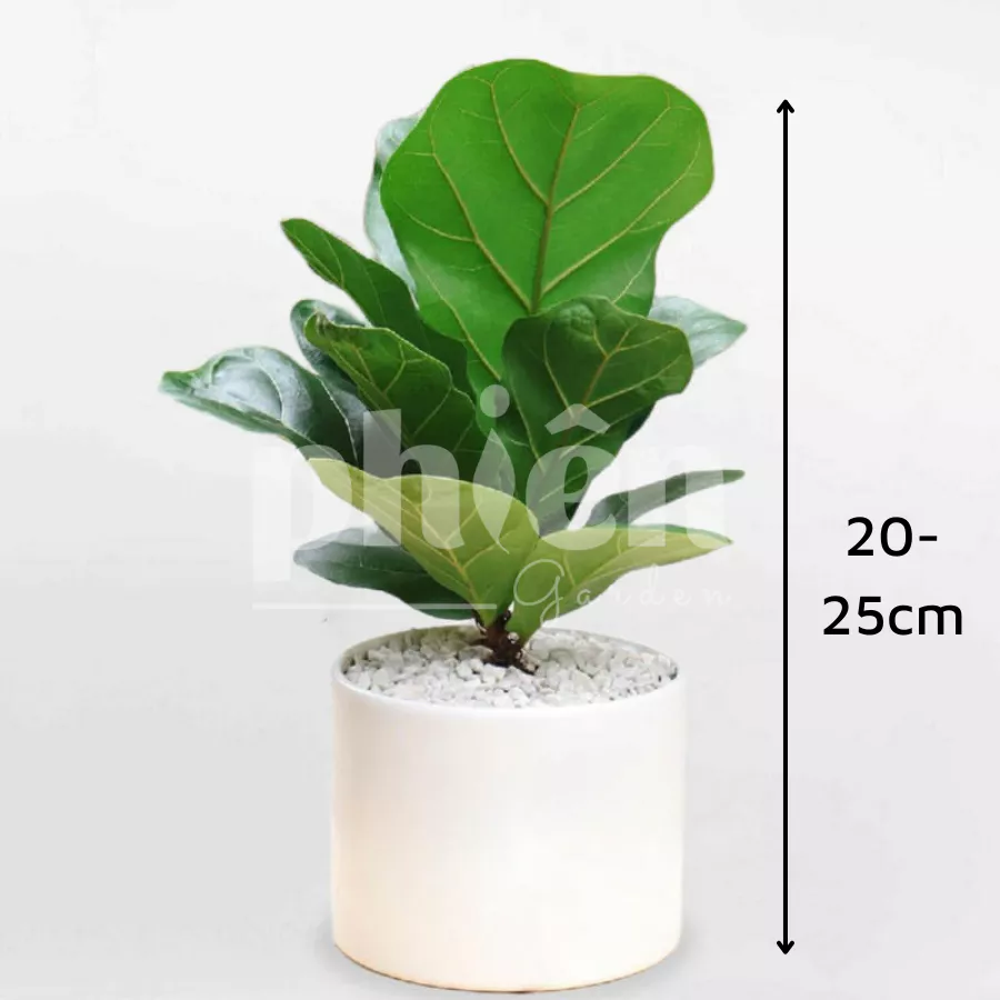 Chậu cây Bàng Singapore - Giải pháp decor bàn làm việc tối giản, hiện đại. Chậu cây Bàng Singapore - Giải pháp decor bàn làm việc tối giản, hiện đại.