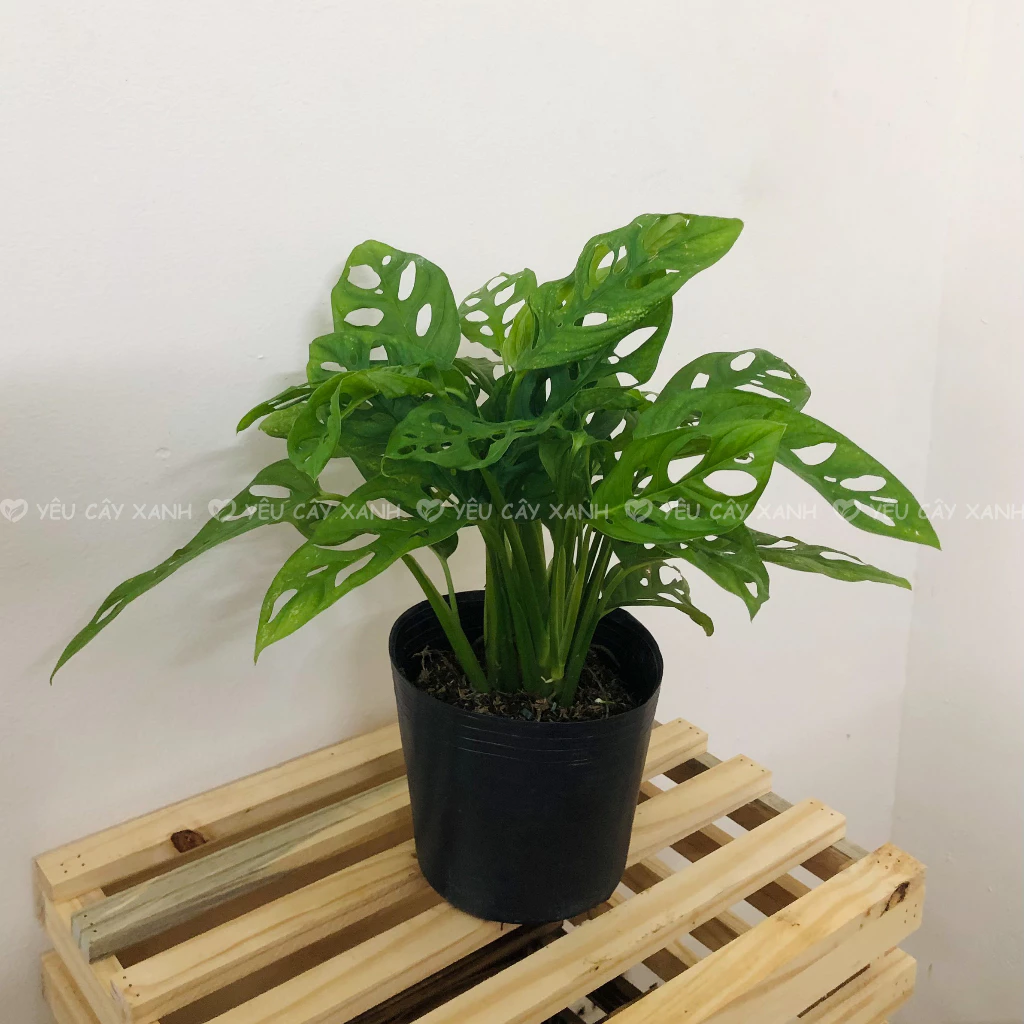 Chuyên gia phong thủy tiết lộ: Đặt chậu hoa để bàn ở đây, HÚT SẠCH VẬN MAY. Chuyên gia phong thủy tiết lộ: Đặt chậu hoa để bàn ở đây, HÚT SẠCH VẬN MAY.