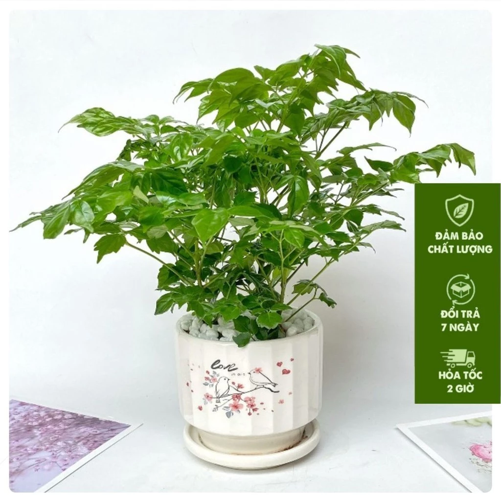 BÍ MẬT Của Các Đại Gia: Luôn Đặt Chậu Cây Để Bàn Này Để HÚT SẠCH TÀI LỘC Vào Nhà. BÍ MẬT Của Các Đại Gia: Luôn Đặt Chậu Cây Để Bàn Này Để HÚT SẠCH TÀI LỘC Vào Nhà.