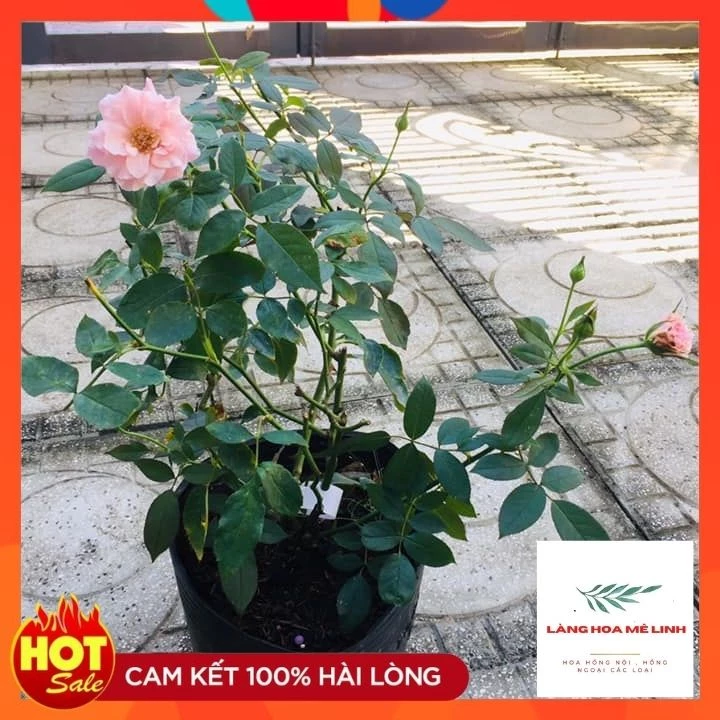 Tô điểm không gian sống của bạn bằng một chậu hoa dễ thương. Tô điểm không gian sống của bạn bằng một chậu hoa dễ thương.